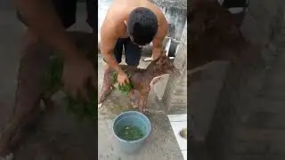 Segundo banho da folha do mel&atilde;o Caetano no pitbull. Comida natural pros cachorros!
