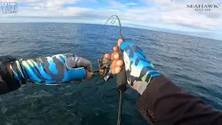 SEAHAWK MISTRAL 1000SW FEAT MONSTROUS PE 0.4 || Ultralight Jigging