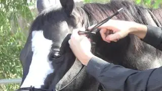 Big Dee's Tack and Vet Supply
