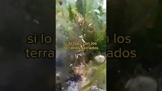 #terrarium #col&eacute;mbolos #springtails