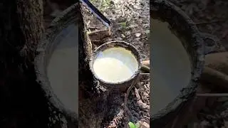this plant rubber worth in millions 😲#shorts #short #trending #viralshorts #facts #reels