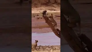 lion vs baboon | lion and  baboon | lion catches baboon | lion hunting | wood animals #wildlife