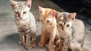 my naughty pets love to play football &hearts;️#kittendaily @PewDiePie  @petcollective #catvideos