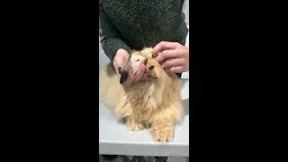 How to ... treat Tear Stains on Cats