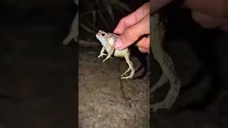 Frog is funny | Catch frog jump for fun | Frog fly so funny | Tep longheng funny