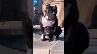 Animals lover ❤️ whatsapp status 🔥 YouTube foryou 💫