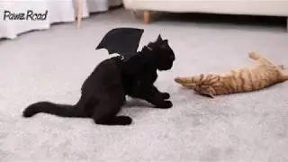 Pet Costume Halloween Bat Wings - PAWZ Road