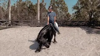 Finally got to ride a FRIESIAN
