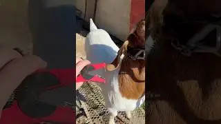 Beginner&rsquo;s guide to ear tags #livestock #goat #sheep #scrapies #eid #kuip #allflex #mini #premeir1