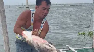 Higanteng isda sa lawa😮