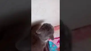 Супер Мура 1 сезон 1 серия мини собачка