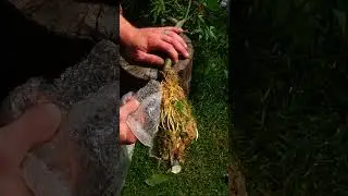 Air layering Japanese Maple