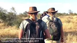Leopard kills warthog (sound). 2017.