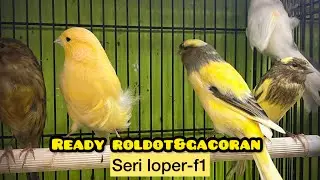 READY ROLDOT SERI LOPER-F1!! #kenarimania 