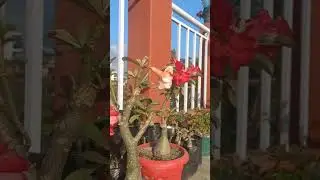 #adeniumworld #adeniumgrafting #flowers #youtubeshorts #shortsfeed #hamronur