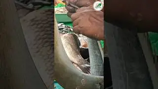 Sita bati Fish Cutting Skills Live In Kolkata local Fish Market 😋🐠🔪💯#shorts#trending#sabujpata