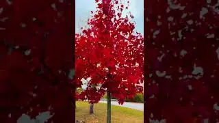 Goodbye #fallcolors 🍂welcome white winter ❄️ #seasons #nature #wintervibes @MyPosTraumaLife
