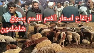 ارتفاع اسعار الغنم والماعز اللحم بسوق شلشلمون واقوي تغطيه من ساعه الصفر حتي نهايه السوق ٢٠٢٥/١/٢٥ 😱👉