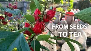 How to Grow Roselle at Home - From Seeds to Tea