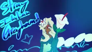 Stray Italian Greyhound | CRK Animatic