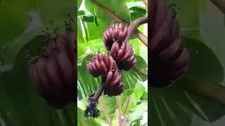 #shorts #viral #natural #farming #ytshorts #organic #red #banana #tree #fruit #harvest #nature #love