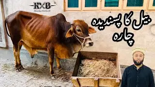 Janwar Ko Mota Karne Wala Chara | How to Prepare Wanda For Cow at Home | Vlog | Qurbani 2023 | KXB