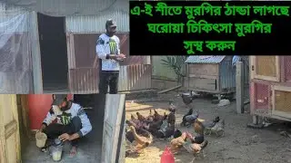 এ-ই শীতে মুরগির ঠান্ডা লাগছে ঘরোয়া চিকিৎসা মুরগি সুস্থ করুন 