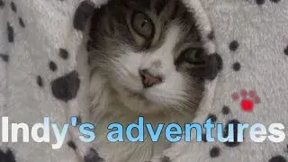 Cat exploring new garden - from City to Country cat