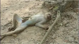 Poor Rolex Monkey Can Make Us Happy From His Personality Of Funny Performance Show.