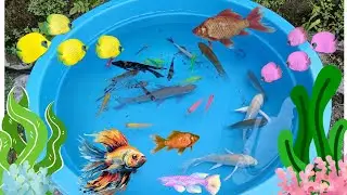I Found And Unboxing Glow Fish, Yellow Fish, Sumatra Fish And German Blue Ram I CatFishing