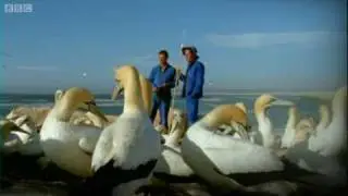 Epic Gannet Journeys | Animal Camera | BBC Earth
