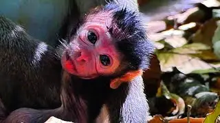 Lovely mom monkey Chet With baby monkey so cute baby #mommymonkey #monkeymother 
