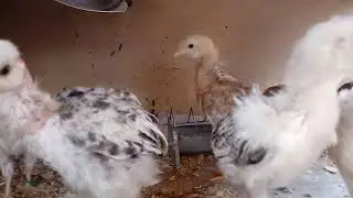 granja ROBVAL galinha chocando e eclos&atilde;o de um pintinho