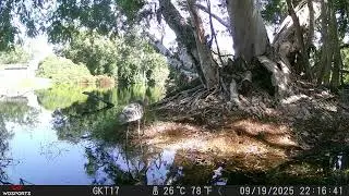 Crazy Wildlife Video! #trbb #snake #bird #florida #crazy #water #hunting #birds #nature #usa #tampa
