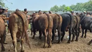 19 JUTAAN‼️MUMBRUK JANTAN SIAPAN QURBAN GAK LAKU | Pasar Sapi Jatirogo