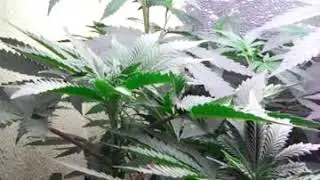 Update mutation Garden, feeding lot of growth