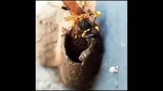 A bee is building its home 🏡 #bee #building #home #amazing #amazingnature #nicevideo #buildseason