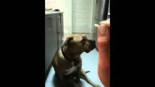 Fastest dog catching food ever!