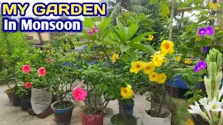 Monsoon Flower Garden Update | Terrace Garden in Monsoon | Jungle Garden Update | Rooftop Garden