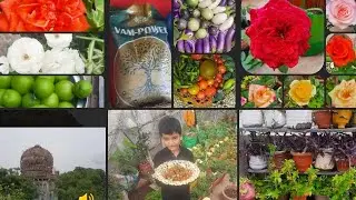 Chalia mai apne Terrace Garden🏡 ki sair karwaun | Overview| Colorful OasisTerrace Garden Tour🌱🌼🍅pt 1