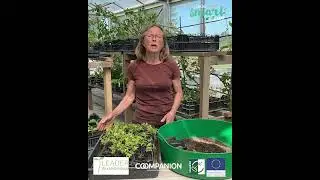 Omskola dina plantor med Helene -  Lokal smart mat