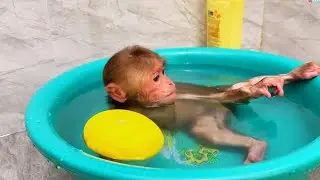 Monkey Baby Did This to Surprise Dad… and It Was Hilarious! 😂🐒💖