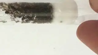 Pheidole Spathifera Ants- Insects