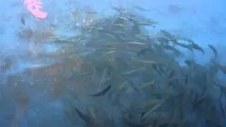 Scomber scombrus TDEAQUA