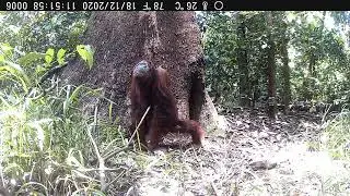 Wildlife Candid Camera - Orangutan