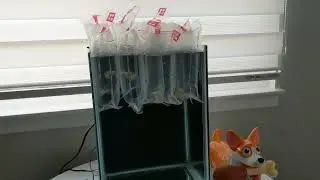 Красивейшие Гуппи Dumbo Red Dragon Ribbon guppies