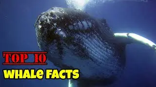 Top 10 whale facts