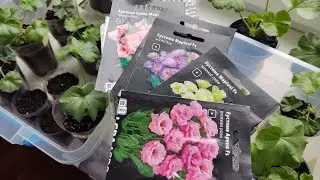 #flowers Beginning of the 2026 season. Planted EUSTOMAS and PELARGONIA from seeds.
