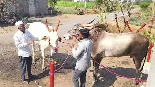 बैलगाडी शर्यत  मिस्काॅल बैलाचे मालक सोन्या उर्फ धोनी बैलाचे मालक शिवाजी रसाळ शेनवडीकर, 🚩🙏🏻