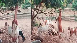 Amazing GOATS Jump and eat MANGOES